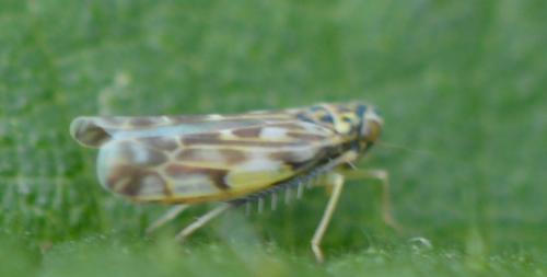 Réf. 329 040 : Eupteryx sp.